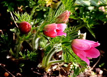 Küchenschelle_rot_700.webp