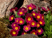 Primel_purple_gelb_700.webp
