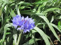 4.5.6.Garten (112)v.webp