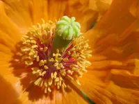 Copy of IMG_4877v.webp