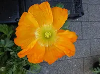 P1320084.webp