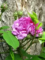 IMG_2640-002.webp