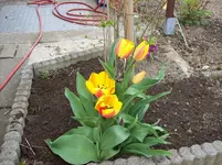 Tulpen.webp