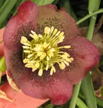 IMG_5590A.webp