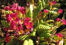 IMG_5651A.webp