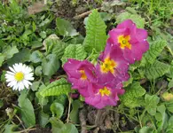 IMG_5642A.webp
