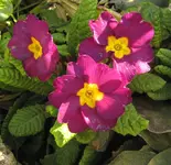 IMG_5649A.webp