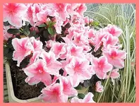 056.webp