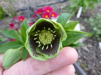 P1320564.webp