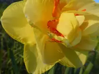 P1310921.webp