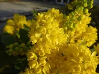 P1320540.webp