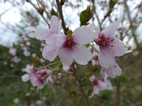 P1320610.webp