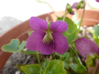 P1320430.webp