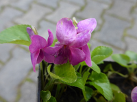 P1320224.webp