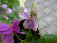 P1320227.webp