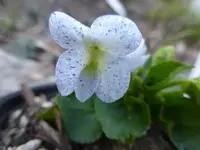 P1320131.webp