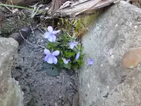 P1310980.webp