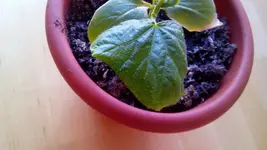 Pickling.webp