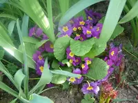 k-P1080593.webp