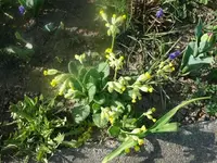 k-P1080596.webp
