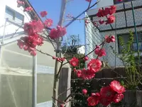 k-P1080601.webp
