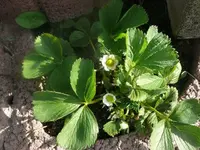 k-P1080602.webp