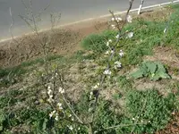 k-P1080606.webp