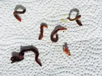 Bodenprobe Tipula-Inspektion.webp