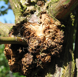 pilz.webp