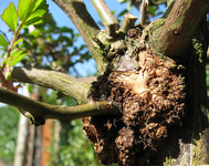 pilz_.webp