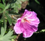 geranium 14.04.15.jpg