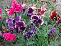 DSC01329.webp