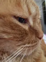 LuckyFace.webp