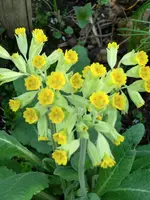 CIMG0079.webp