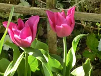 CIMG0080.webp