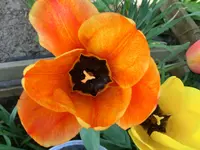 CIMG0083.webp