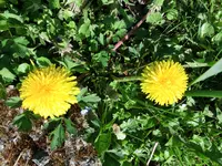 CIMG0090.webp