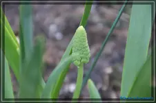 Green Pearl.webp