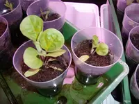 205-04-15 Aubergine oder was.webp