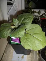 2015-04-15 Aubergine Italien.JPG