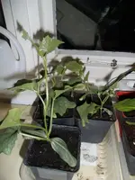 2015-04-15 Luffa.webp