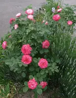 Rosenbusch.webp