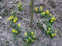 Narzissen.webp