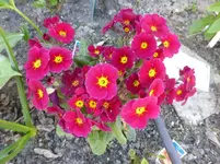 P1320771.webp
