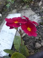 P1320772.webp