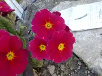 P1320773.webp