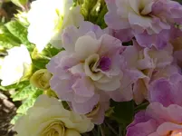 P1320803.webp