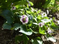 P1320746.webp