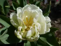 P1320710.webp