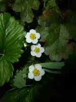 P1320661.webp
